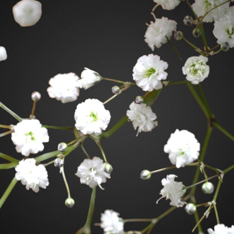 Купить гипсофилу для доставки в Аксай.