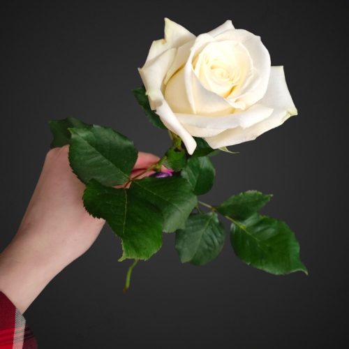 Роза Аваланж белая с зеленцой