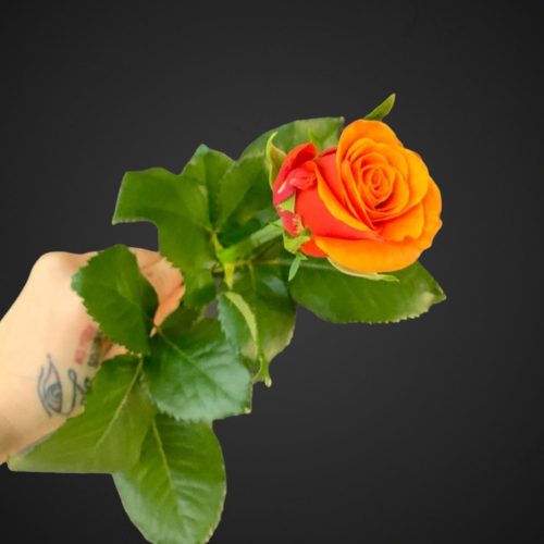 Роза Испания жёлто-оранжевая