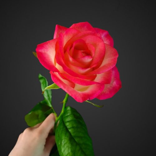 Роза Джумилия белая с розовой окантовкой