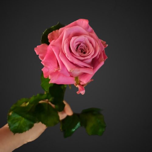 Сиреневая роза Маритим