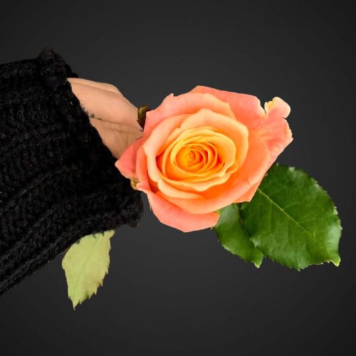 Роза Мисс Пигги лососевая