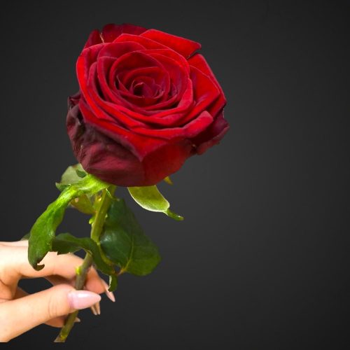 Роза Ред Наоми бордовая