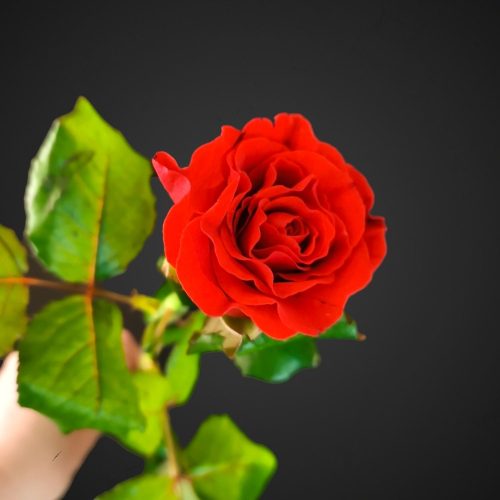 Роза Эльторо алая кучерявая