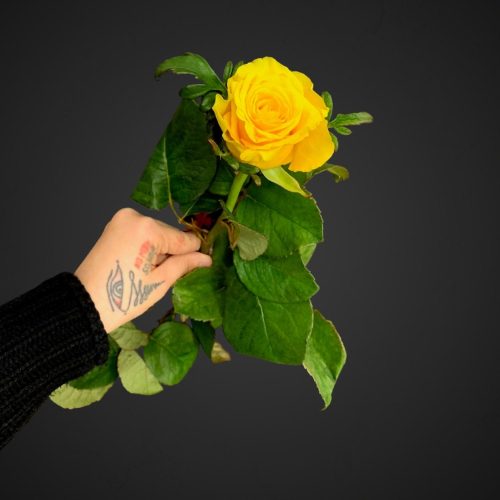 Роза ОлРайт жёлтая