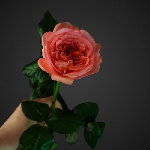 Роза Лондон Ай нежно-розовая