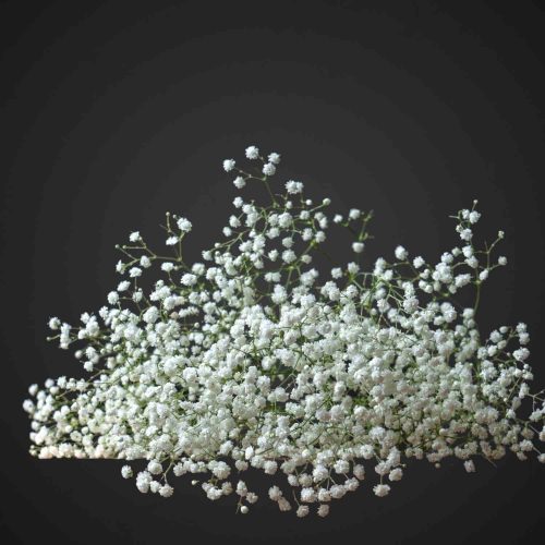 гипсофила цветок