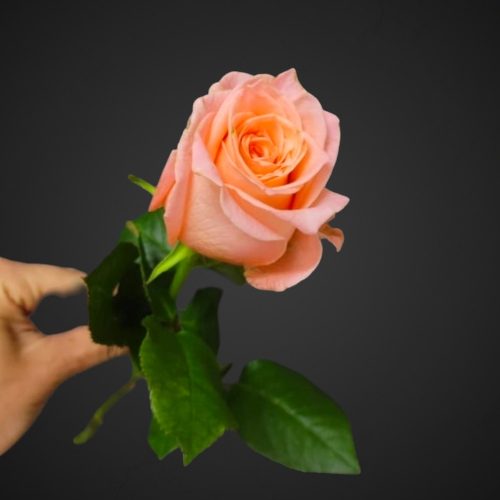 Роза Ариана розовая