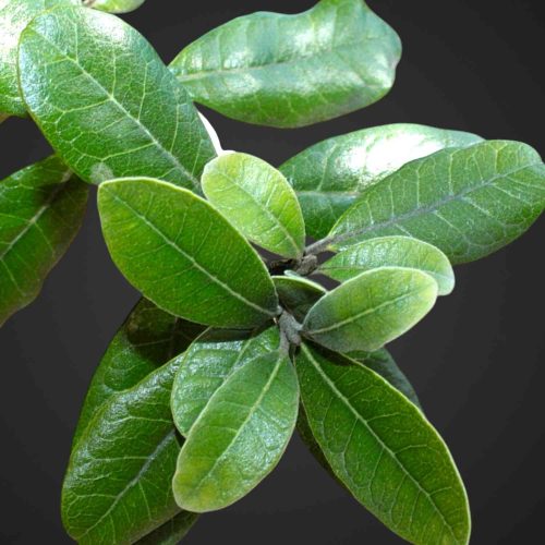 Зелень для букетов