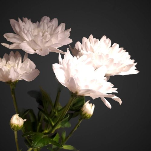 кустовая хризантема