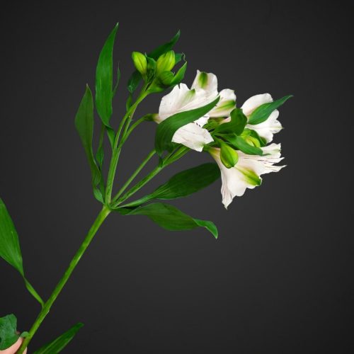 альстромерия цветок