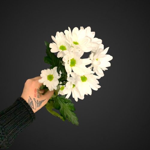 кустовая хризантема ромашка