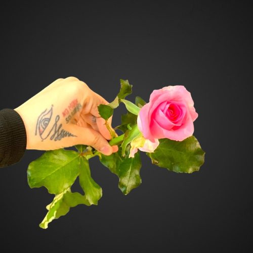 роза Ревиваль розовая