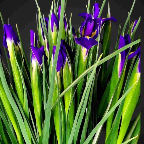 букет ирисов