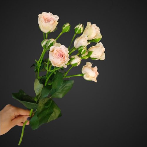 Роза спрей Полина розовая