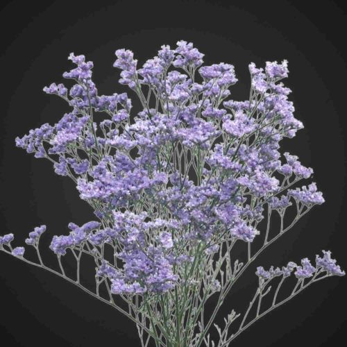 лимониум, цветы, растение для сада