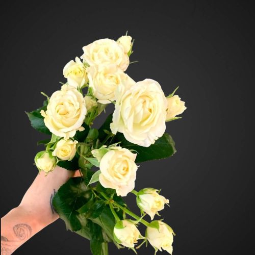 белая роза спрей беларусь