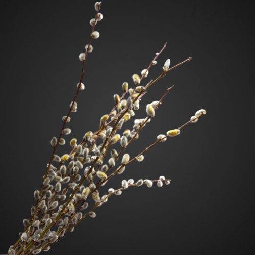 Верба — свежие ветви